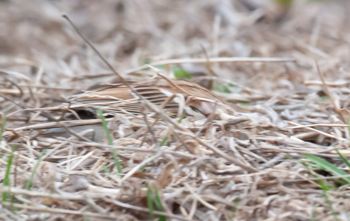 Field Sparrow - ML633866923