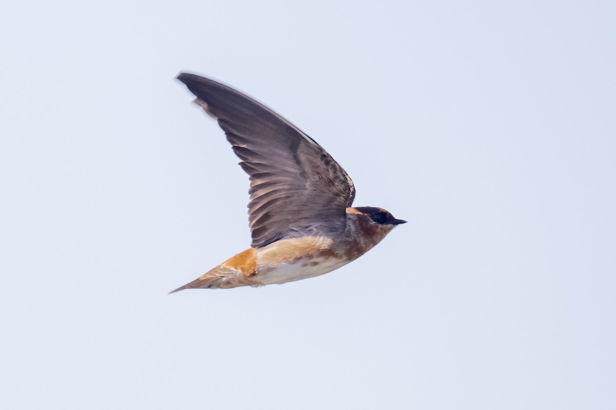 Cave Swallow (Caribbean) - ML633866967