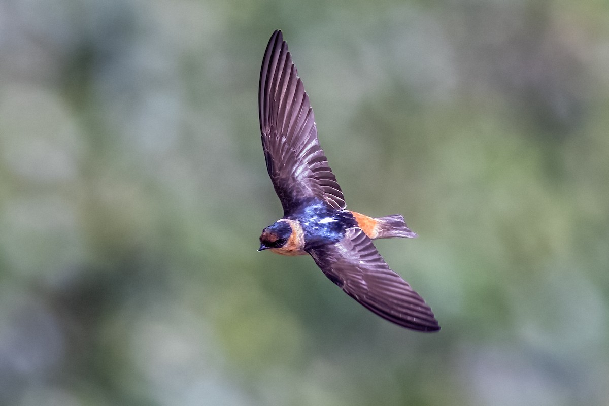 Cave Swallow (Caribbean) - ML633866968