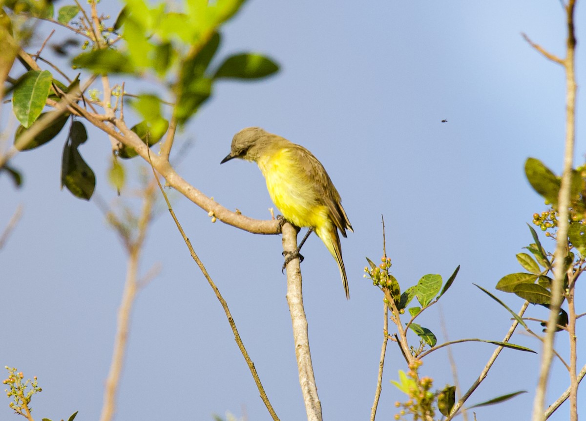 Cattle Tyrant - ML633867022