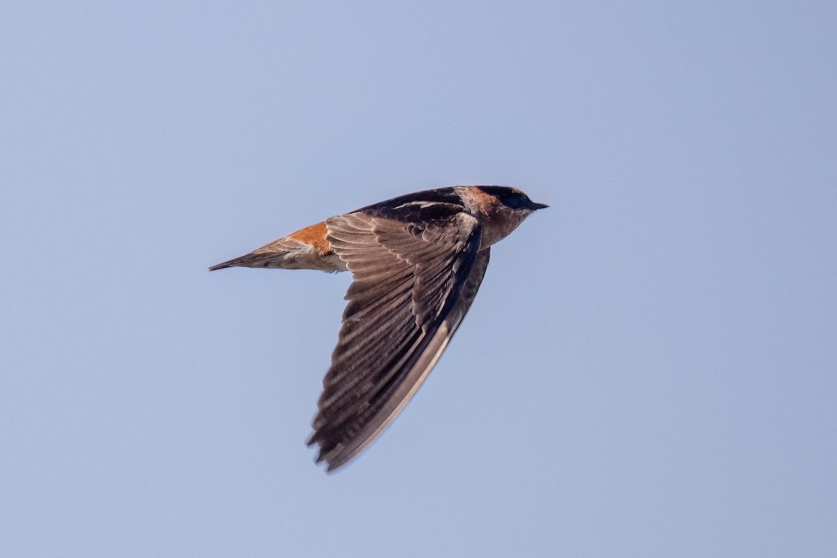 Cave Swallow (Caribbean) - ML633867046