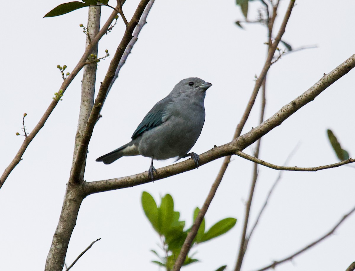 Sayaca Tanager - ML633867050