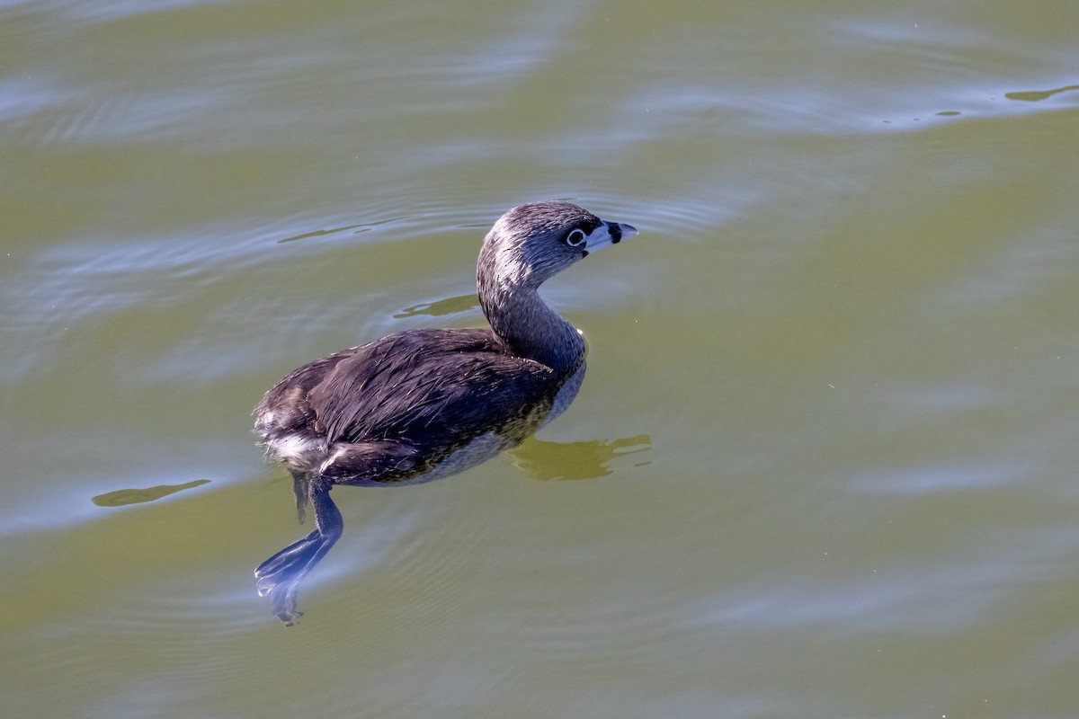 Pied-billed Grebe - ML633867076
