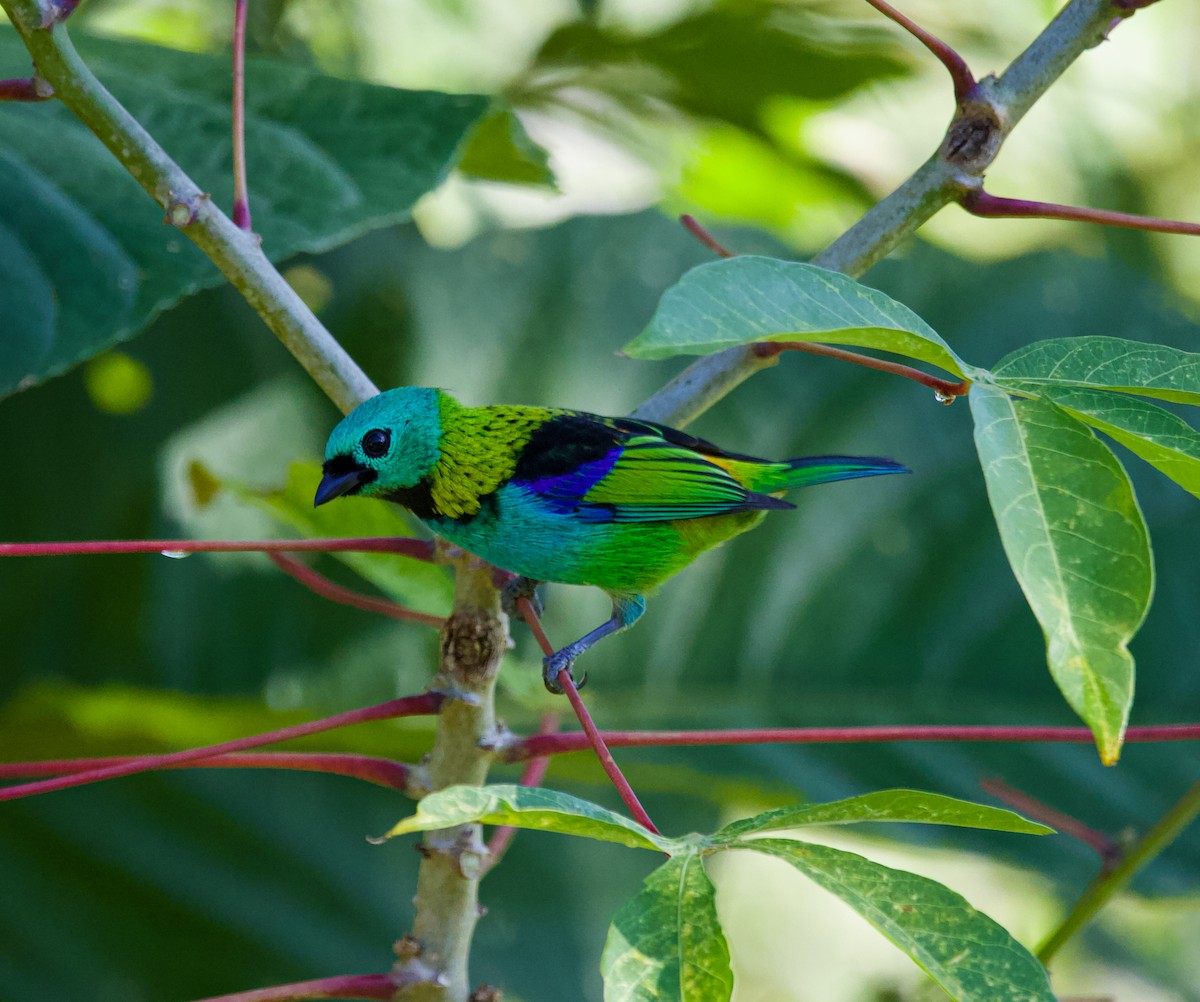 Green-headed Tanager - ML633867080