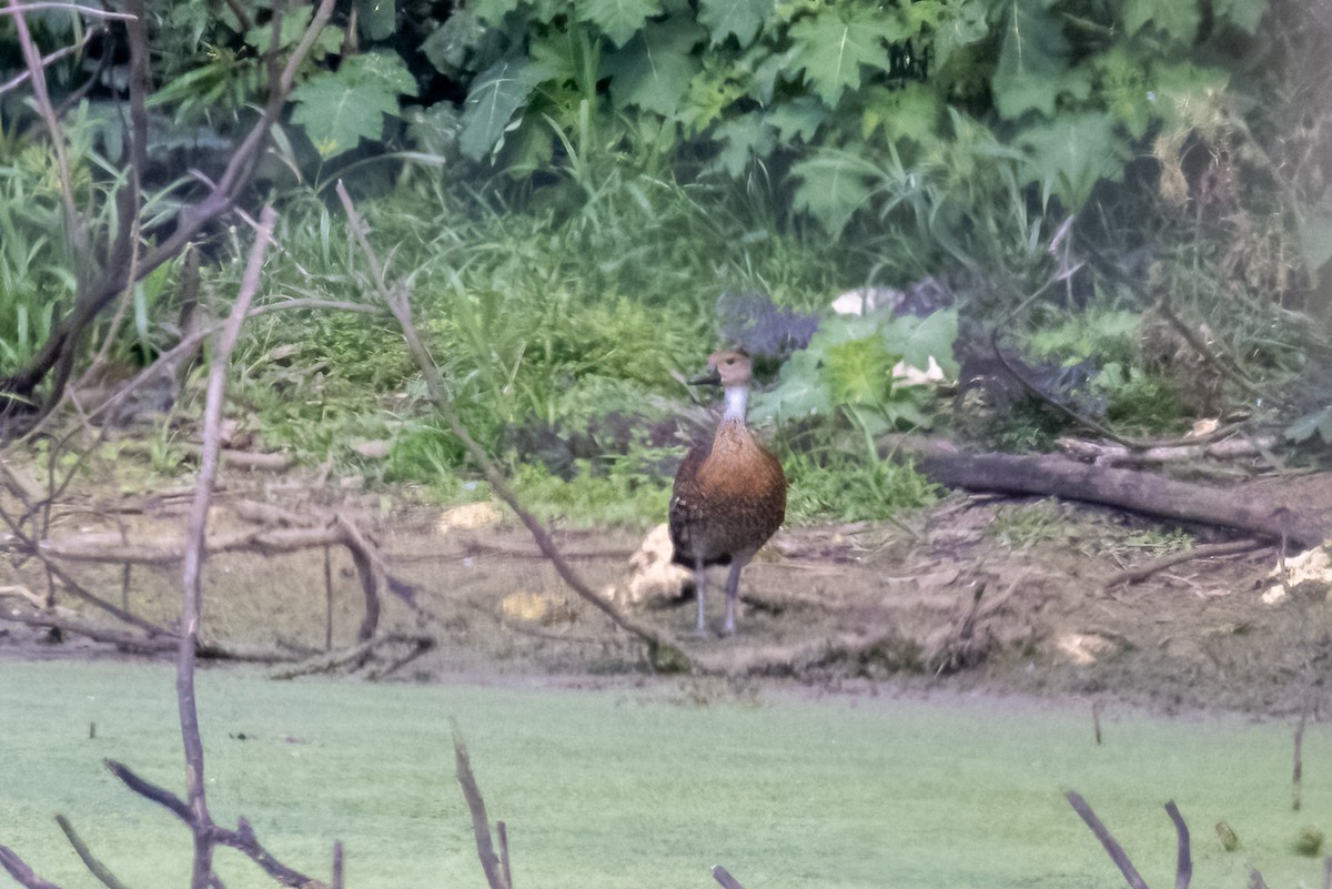 West Indian Whistling-Duck - ML633867091