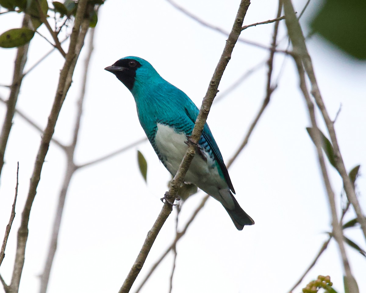 Swallow Tanager - ML633867096