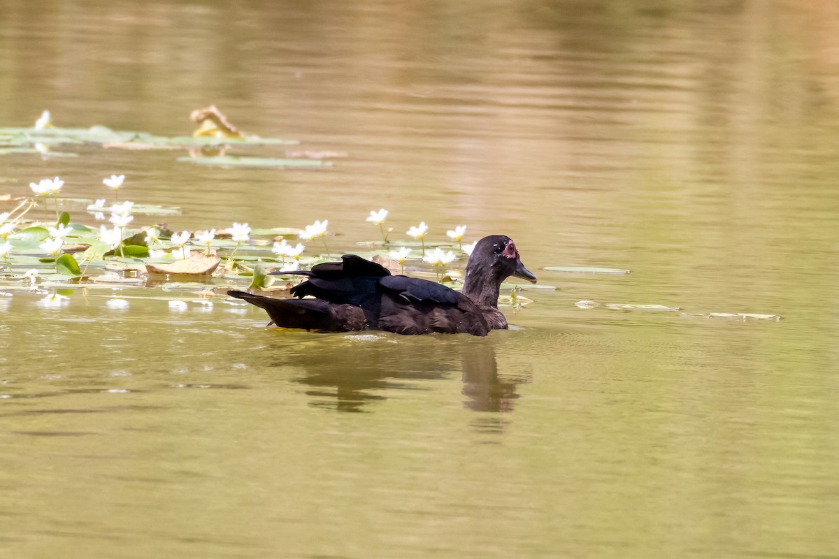 Muscovy Duck (Domestic type) - ML633867105