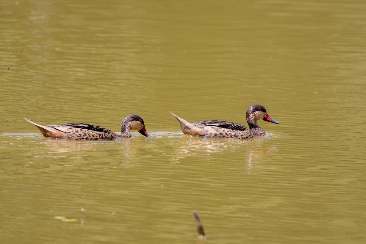 White-cheeked Pintail - ML633867108