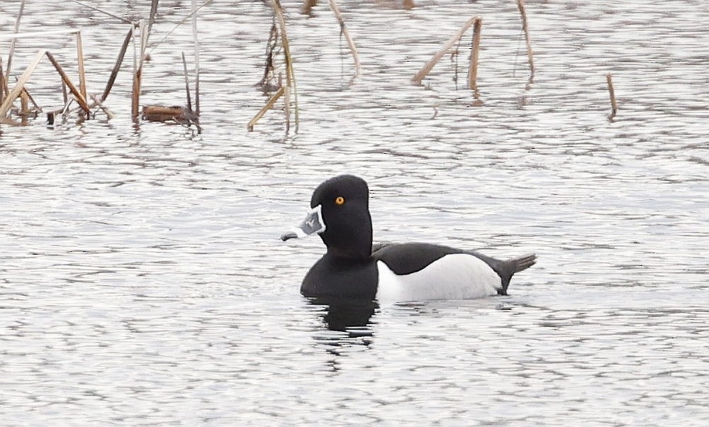 Ring-necked Duck - ML633867139