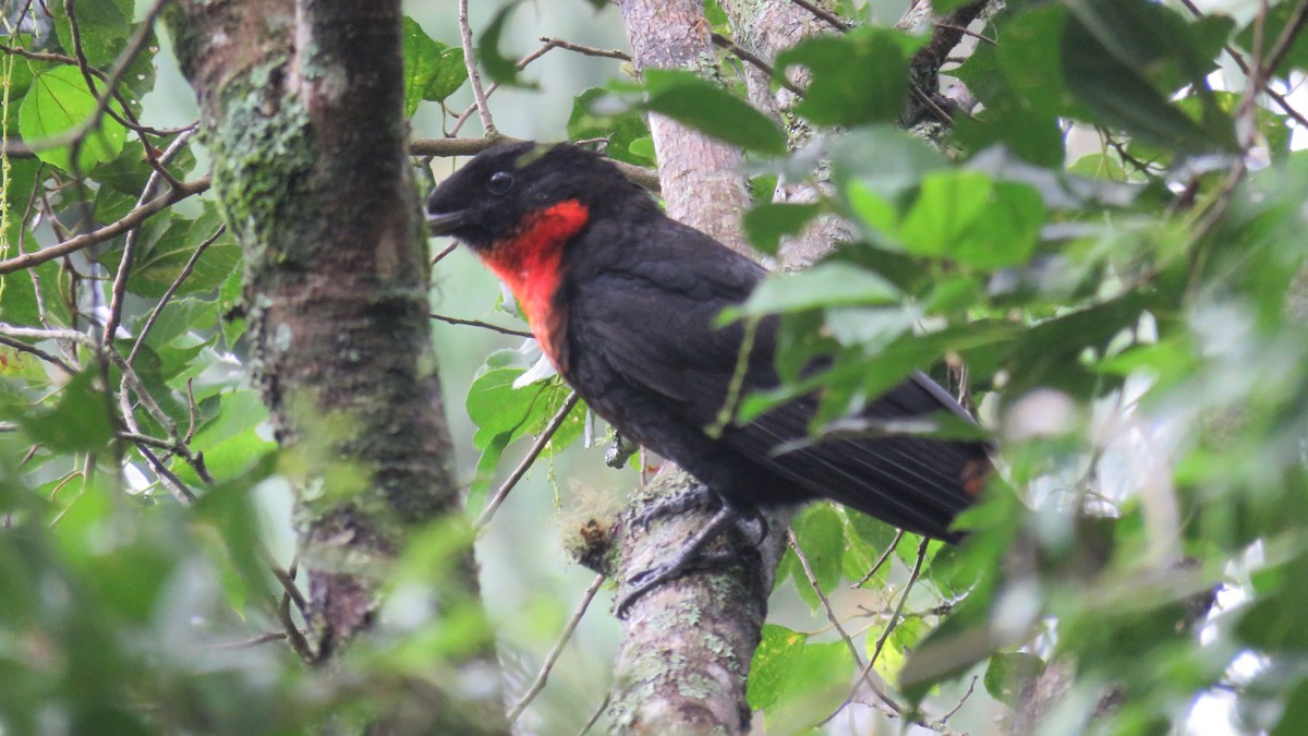 Red-ruffed Fruitcrow - ML633867312