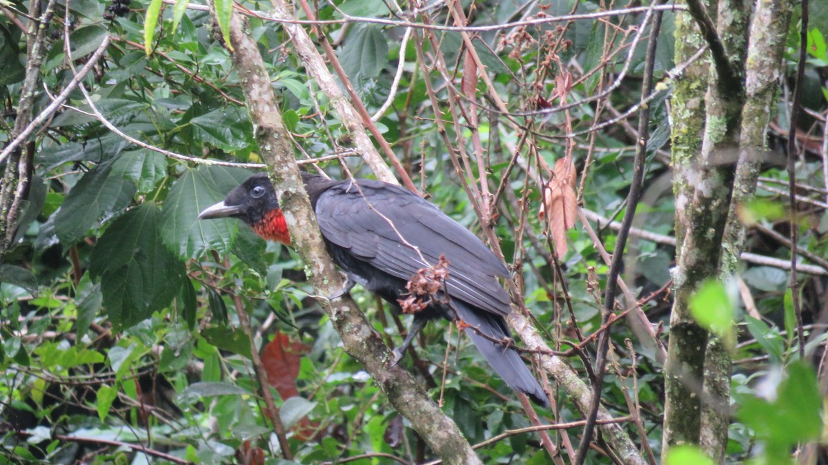 Red-ruffed Fruitcrow - ML633867313