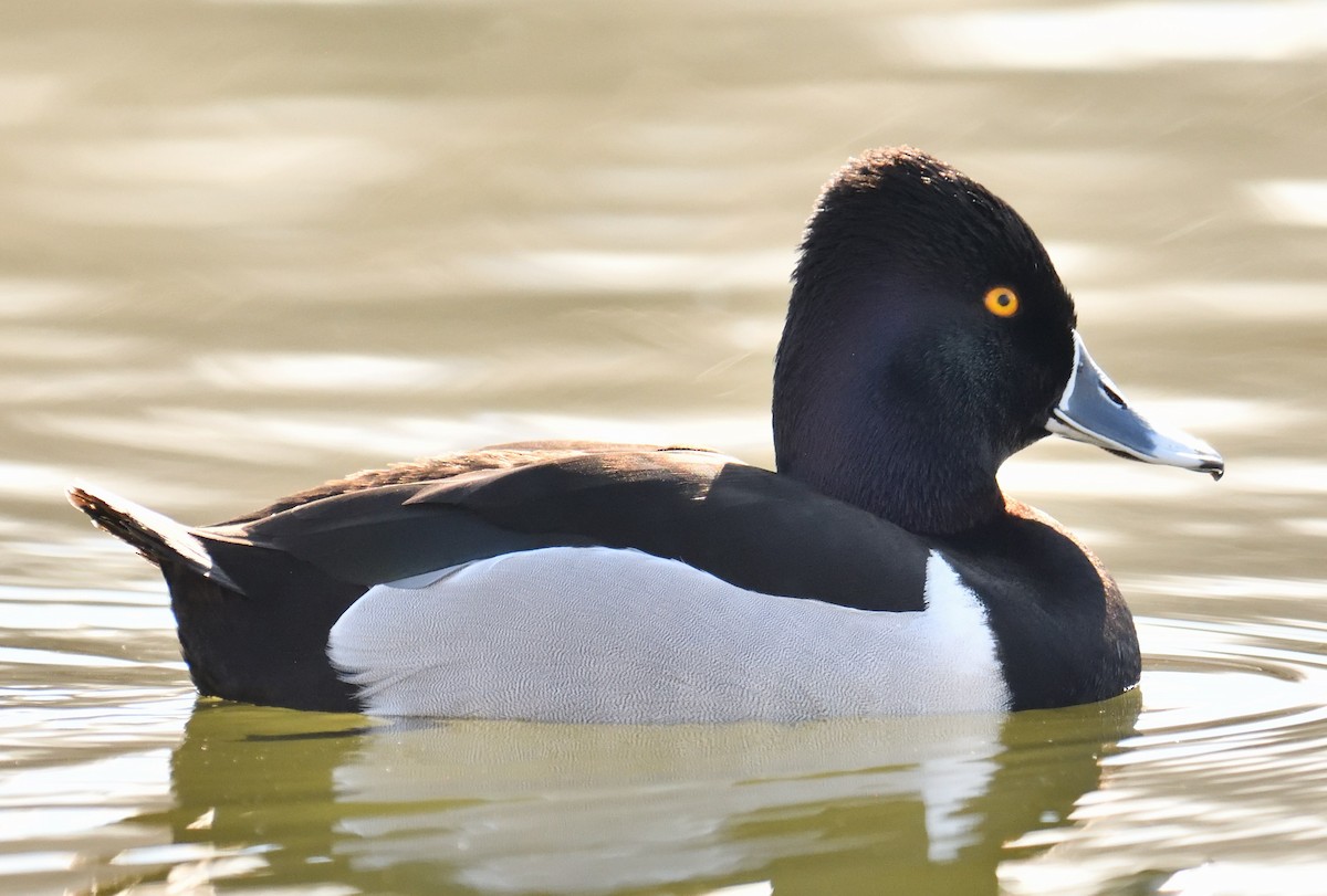 Ring-necked Duck - ML633867324