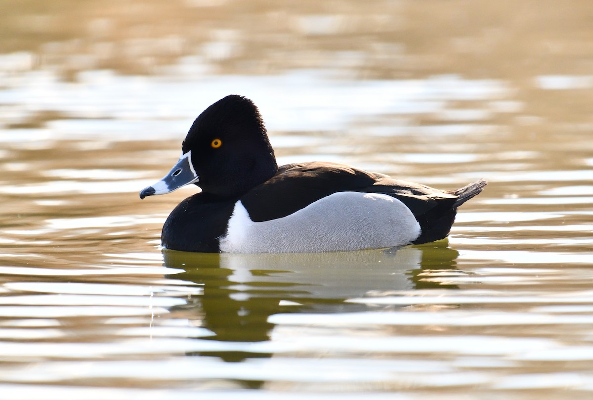 Ring-necked Duck - ML633867325
