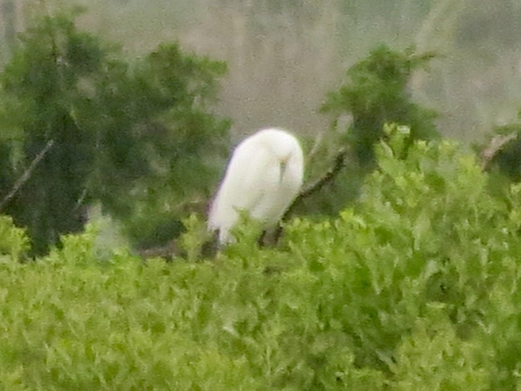 Snowy Egret - ML633867378