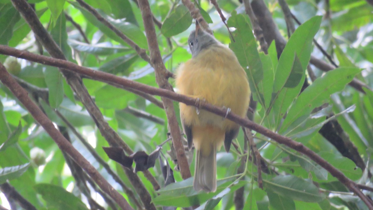 Gray-hooded Flycatcher - ML633867510