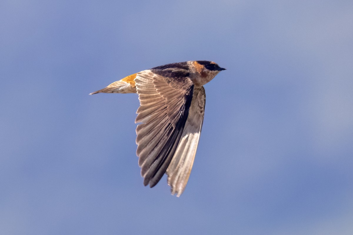 Cave Swallow (Caribbean) - ML633867680