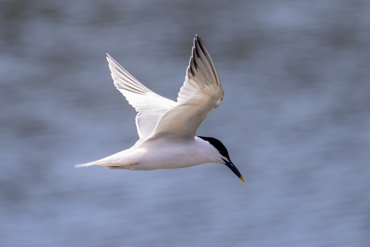 Sandwich Tern (Cabot's) - ML633867682