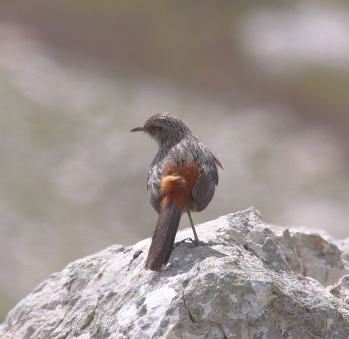Cape Rockjumper - ML633867751