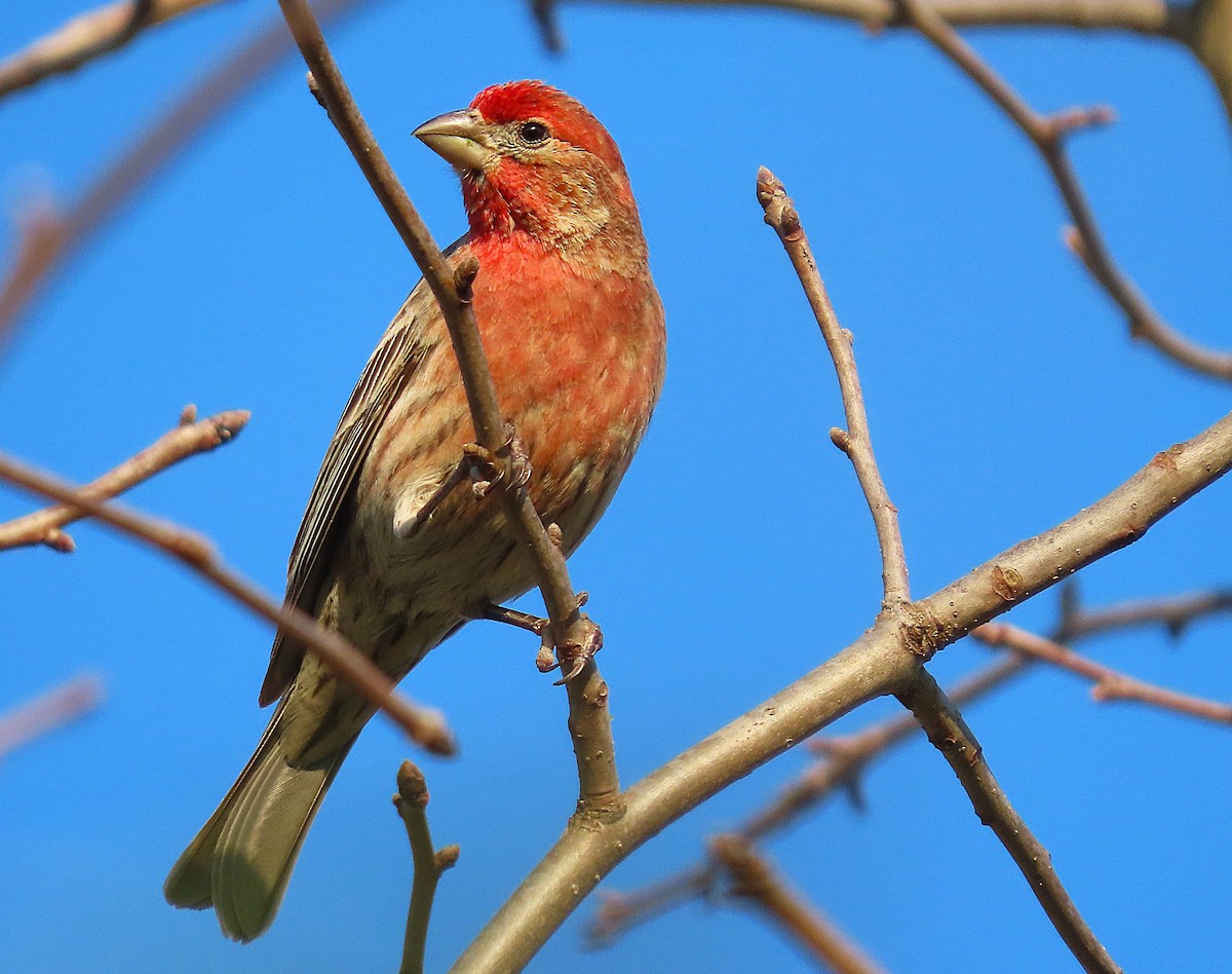 House Finch - ML633867840