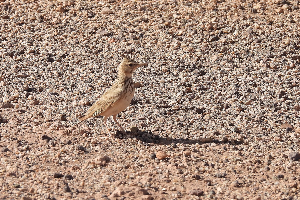 Crested Lark (Crested) - ML633867849