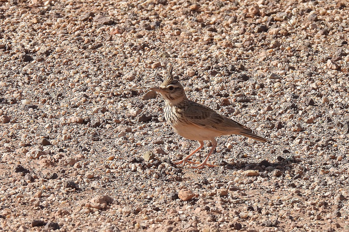Crested Lark (Crested) - ML633867850