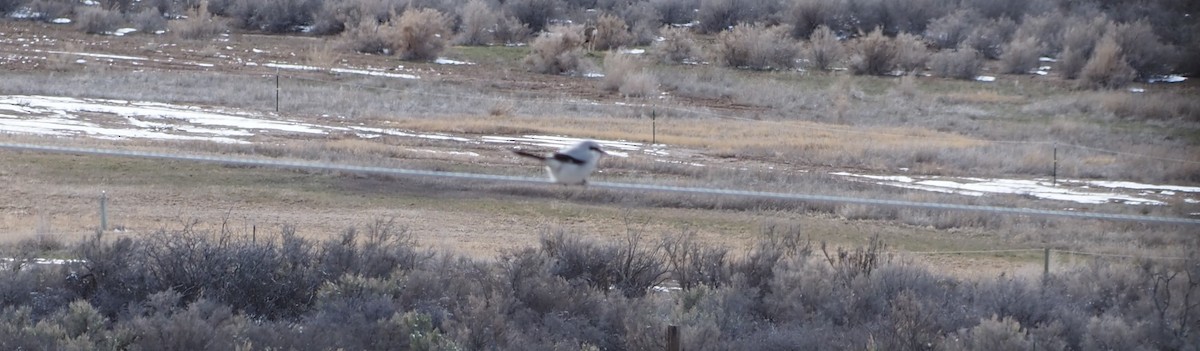 Northern Shrike - Brad Steger