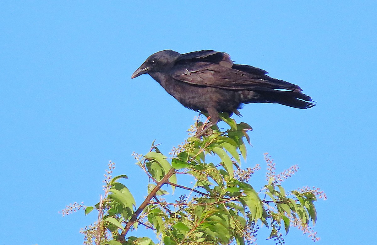 Fish Crow - ML633867964