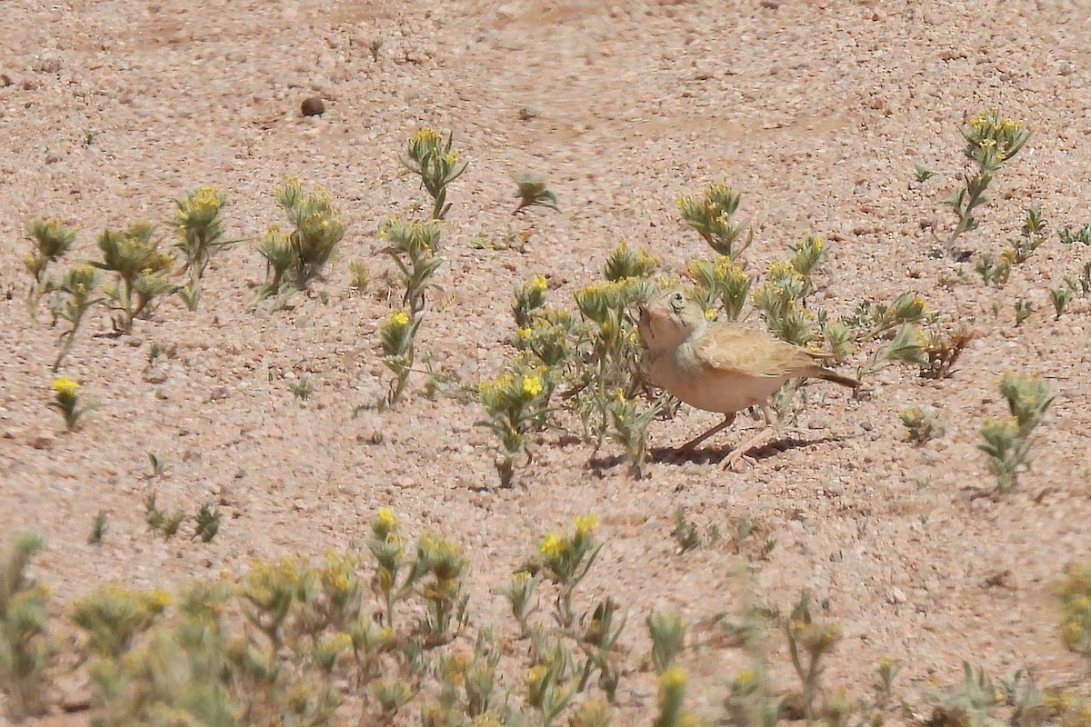 Arabian Lark - ML633868003
