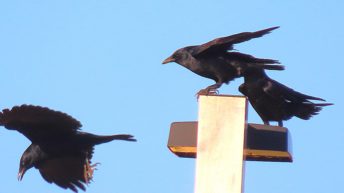 Fish Crow - ML633868051