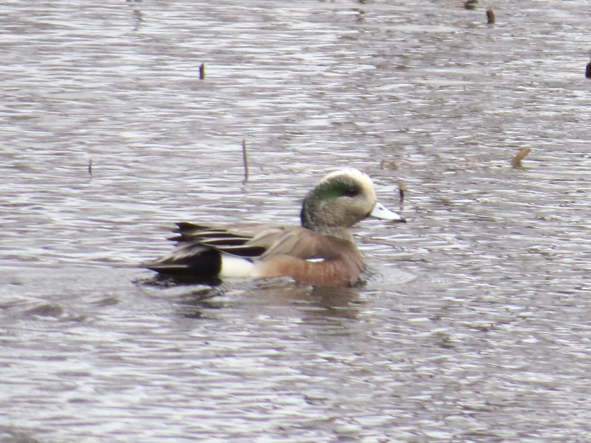 American Wigeon - ML633868069