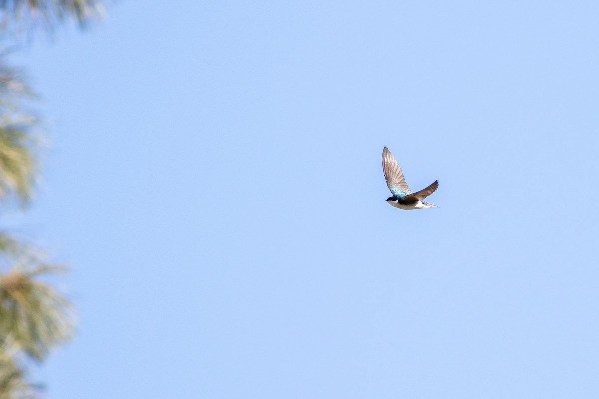 Tree Swallow - ML633868194