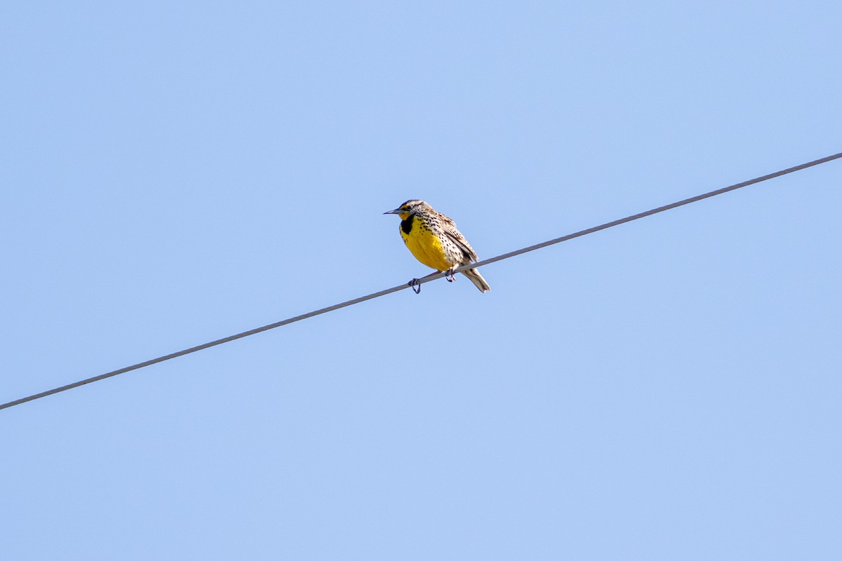 Western Meadowlark - ML633868203