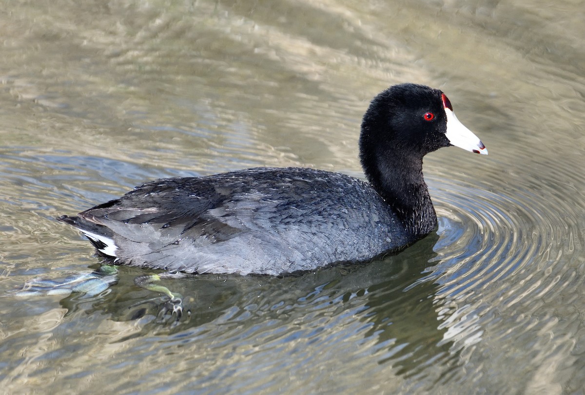 American Coot - ML633868273