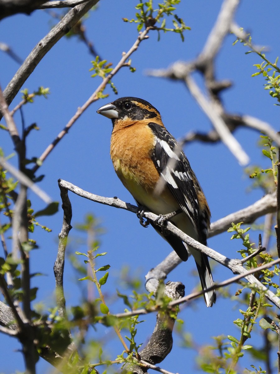 Black-headed Grosbeak - ML633868404