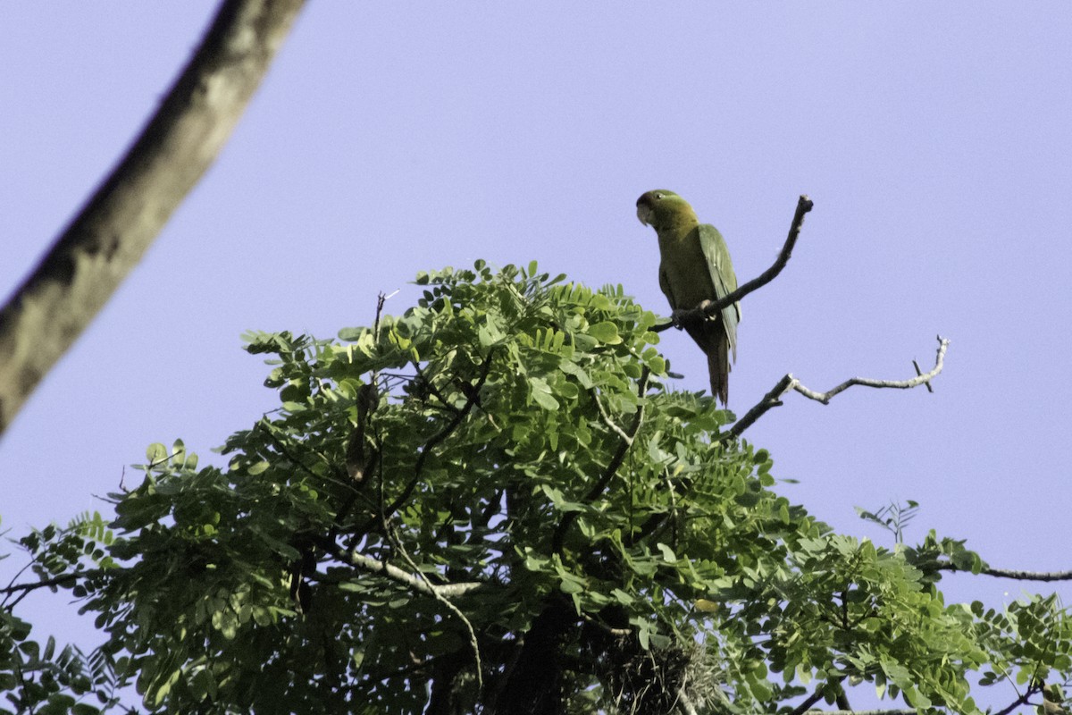 aratinga červenočelý - ML633868425