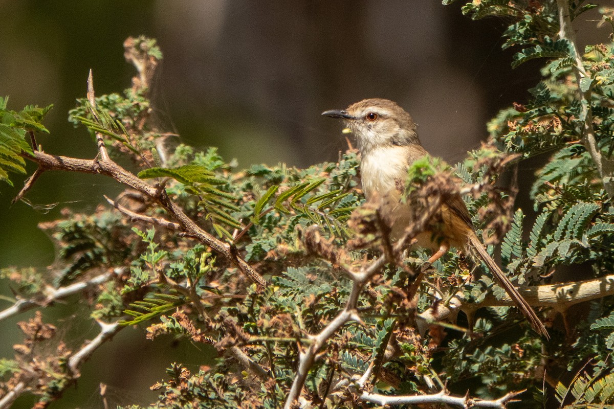Prinia modeste - ML633868430