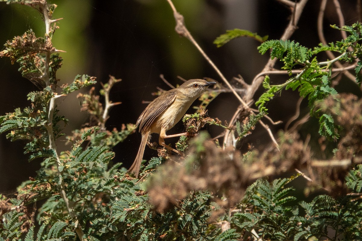 Prinia modeste - ML633868431