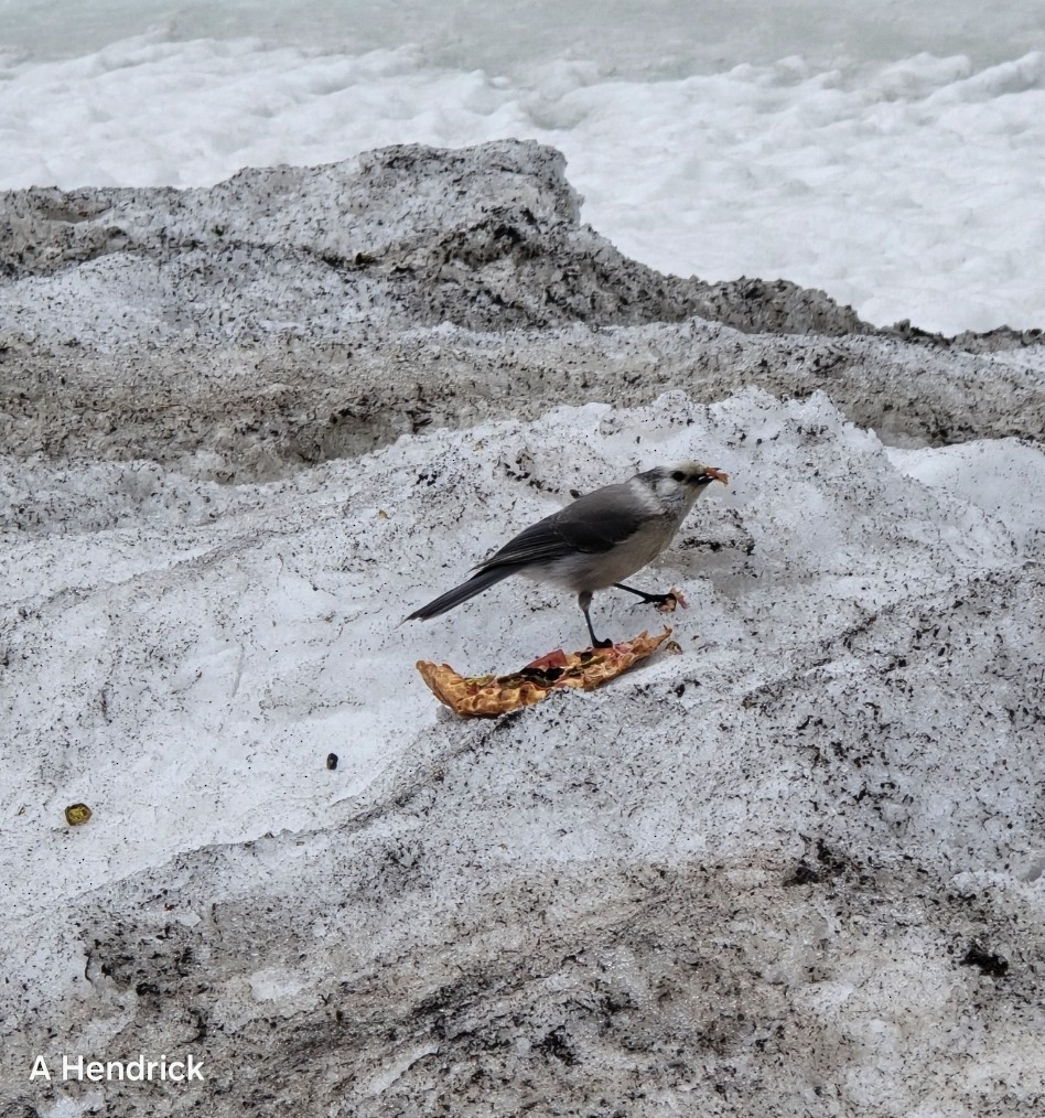 Canada Jay - ML633868672