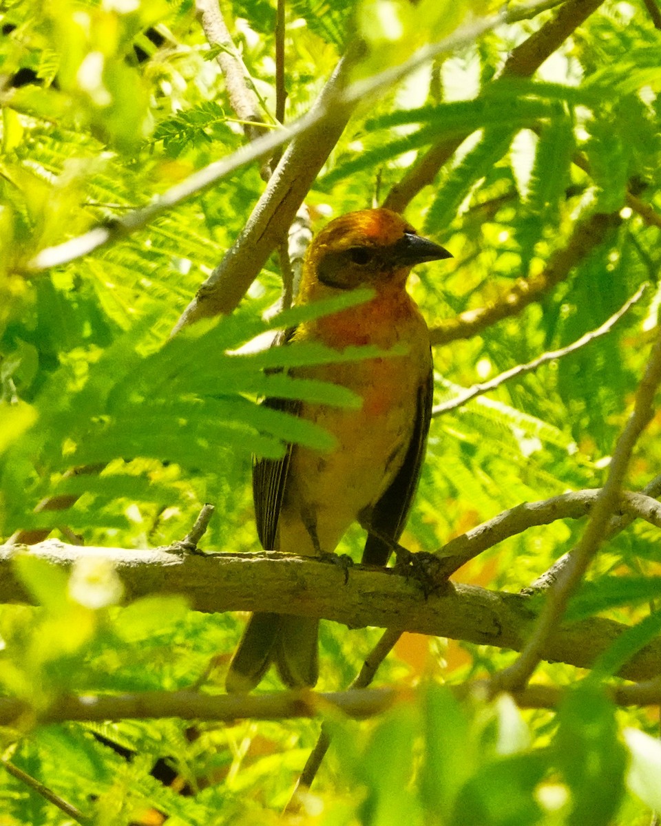 Flame-colored Tanager - ML633868691