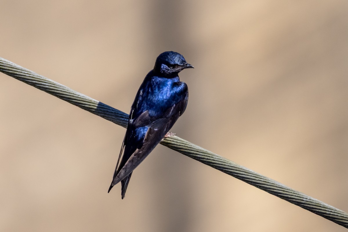 Caribbean Martin - ML633868716