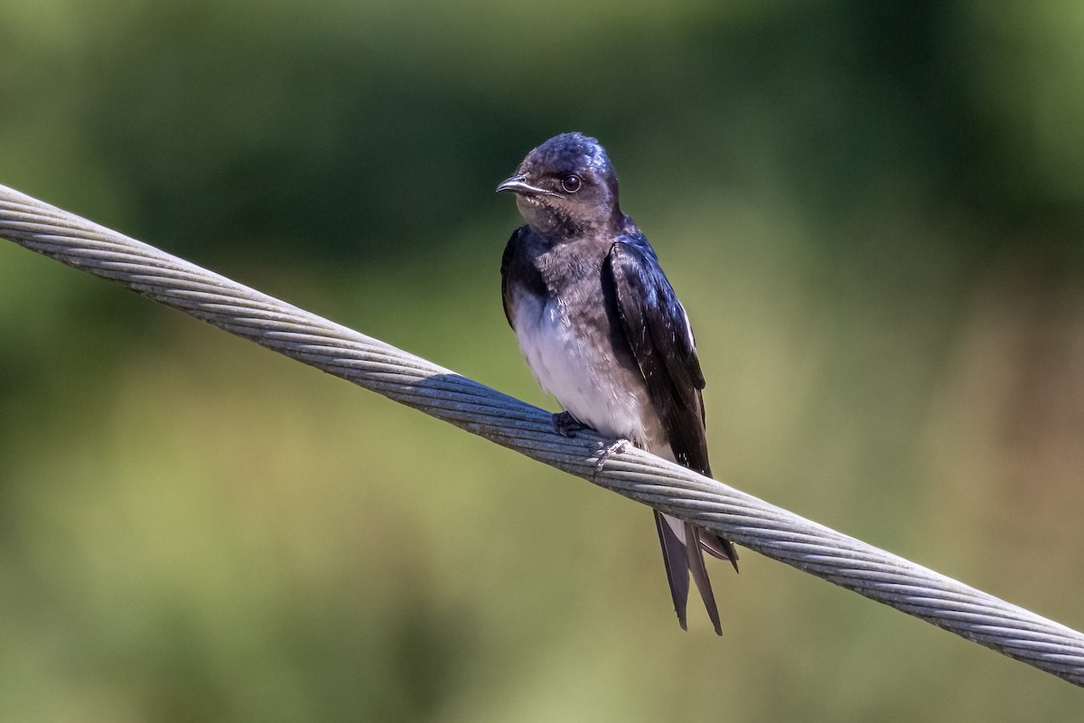 Caribbean Martin - ML633868717