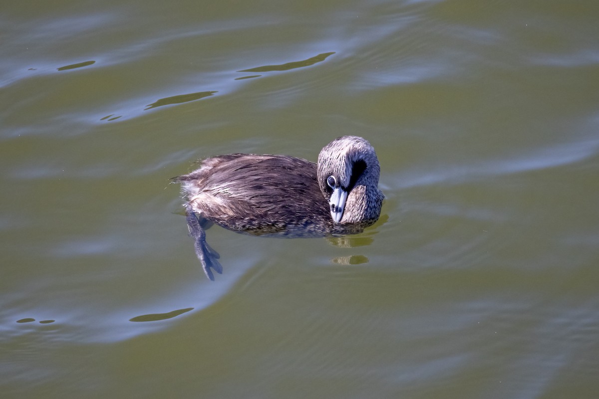 Pied-billed Grebe - ML633868720