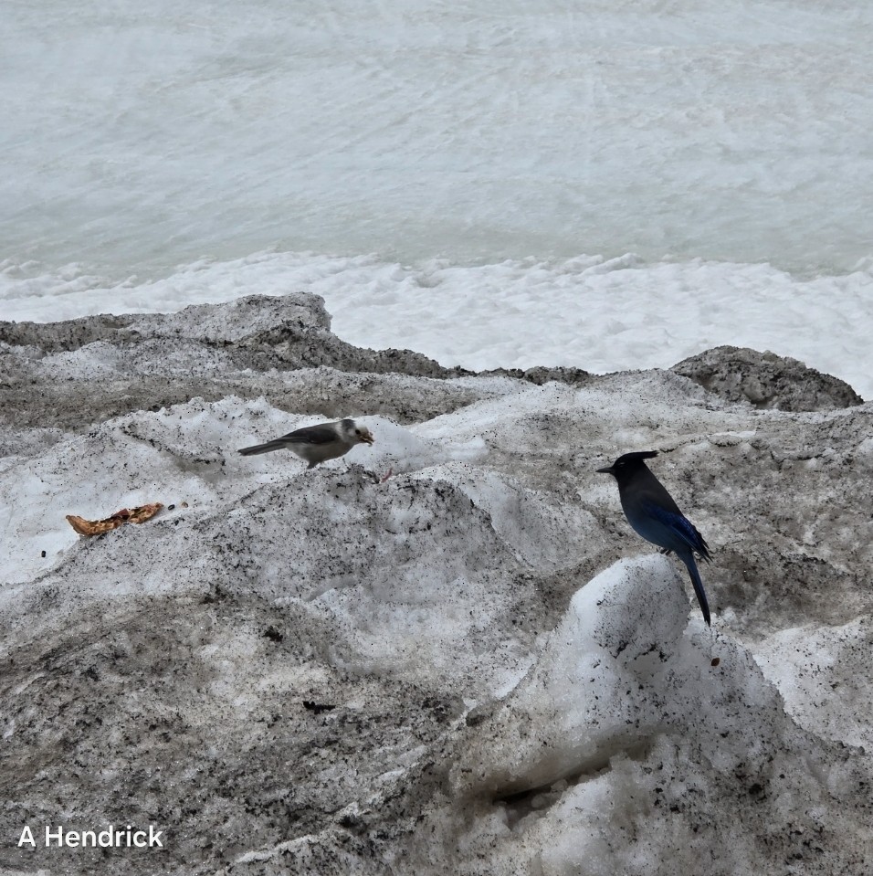 Steller's Jay - ML633868722