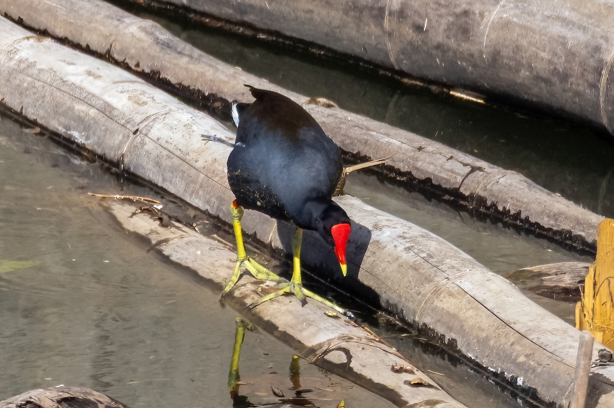 Common Gallinule - ML633868723