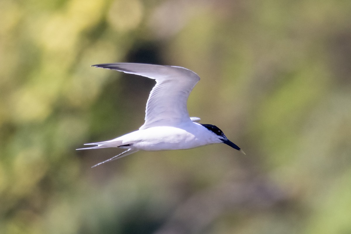 Sandwich Tern (Cabot's) - ML633868742