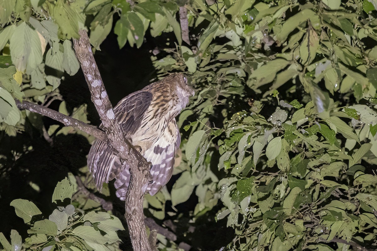 rusthubro - ML633868778