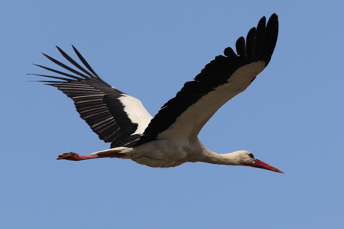 White Stork - ML633868875
