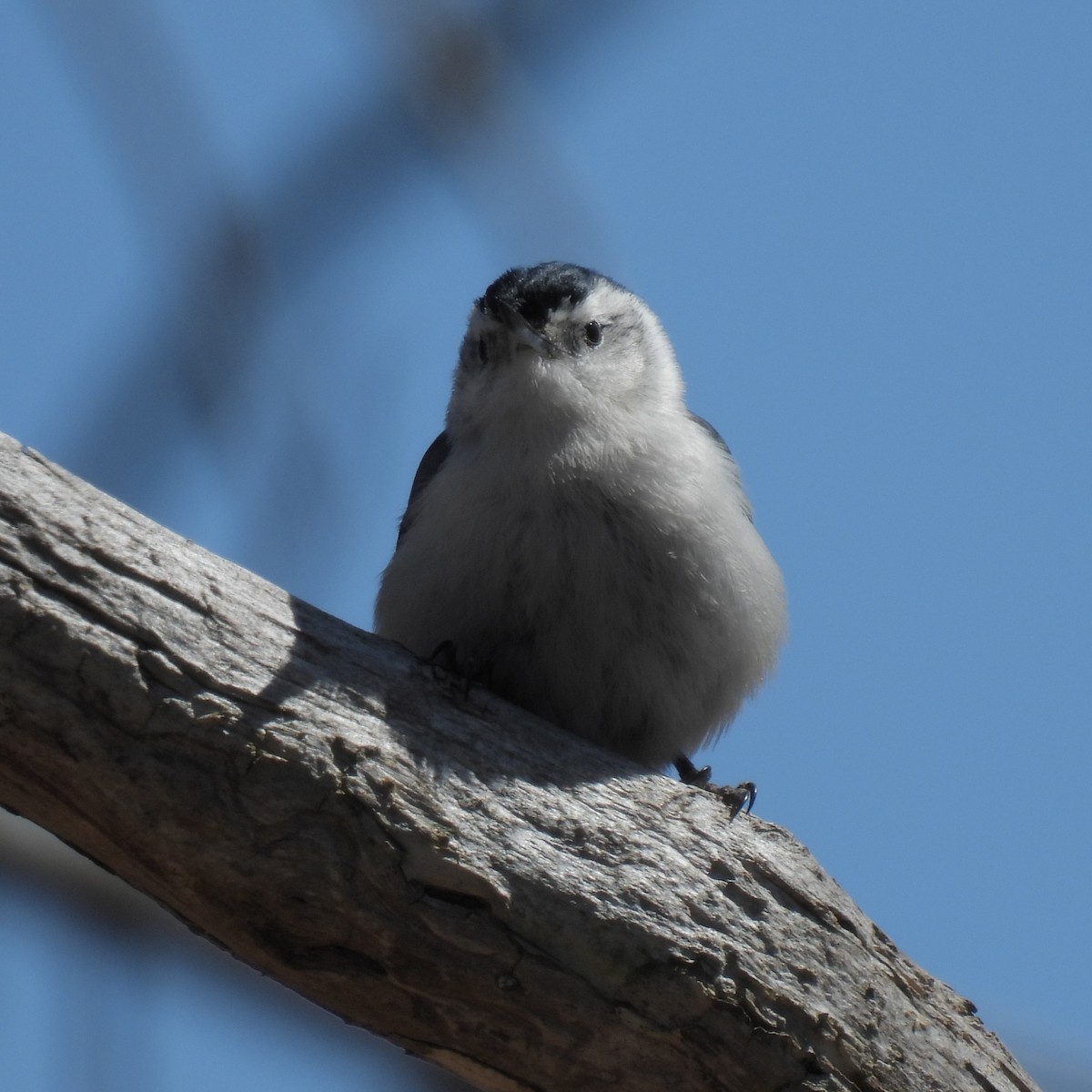 White-breasted Nuthatch - ML633868955