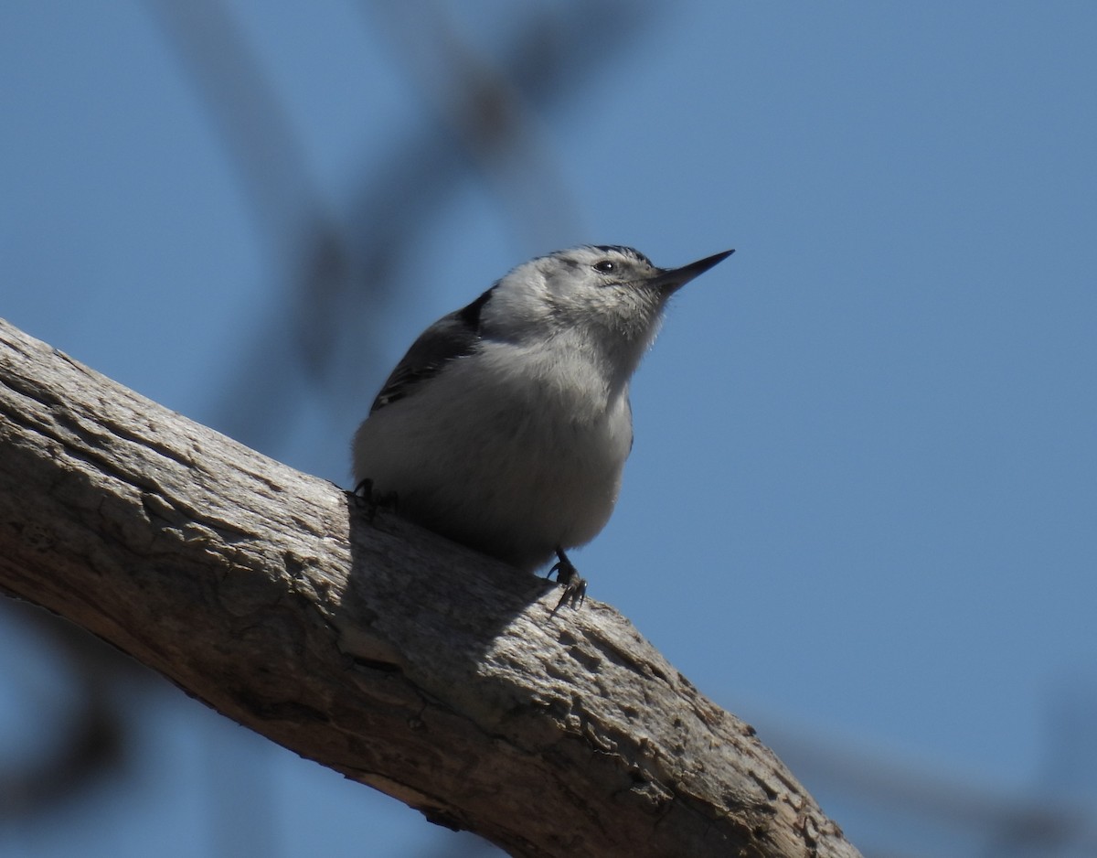White-breasted Nuthatch - ML633868956