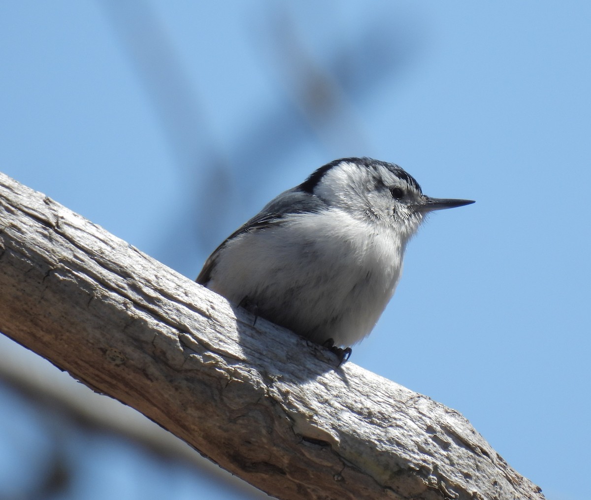 White-breasted Nuthatch - ML633868957